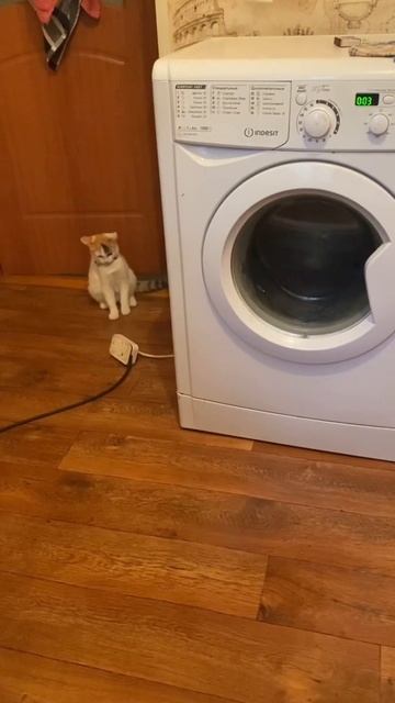 Котёнок боится звука стиральной машины #кошки #котята