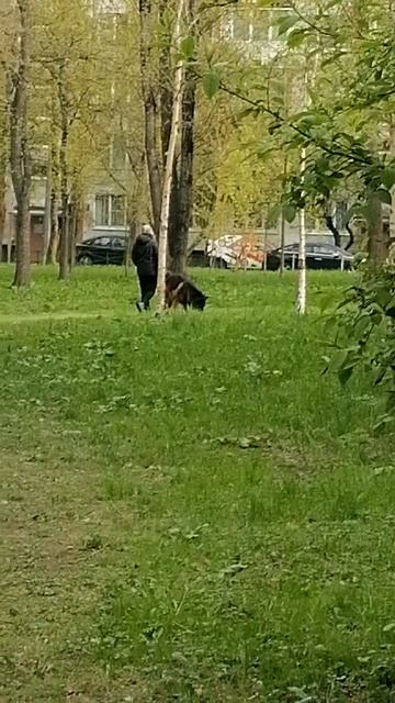 Чем крупнее собака, тем меньше желания у хозяина выгуливать её на поводке.