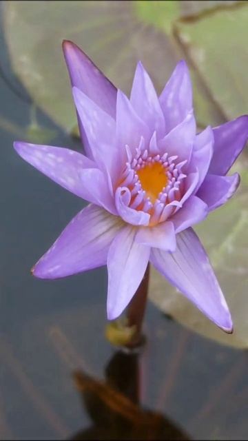 Nymphaea micrantha