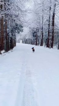 Brave dog #shortsvideo