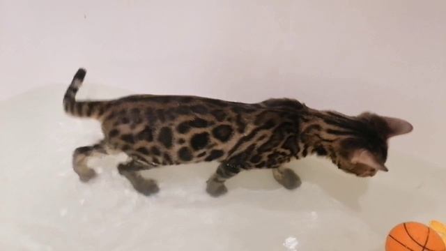 Водоплавающий Гедеон
