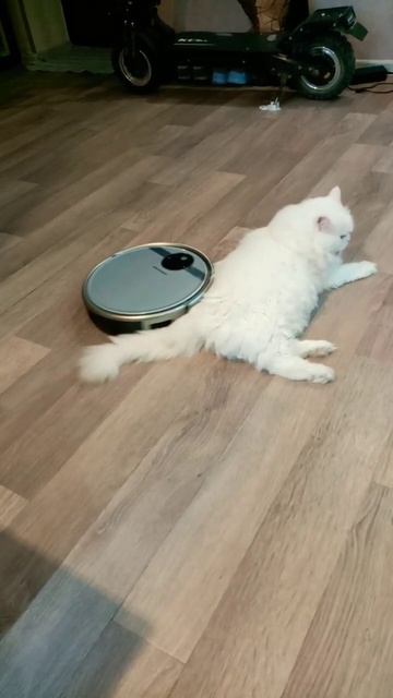 Жёсткий массаж коту Мартину от робота.
