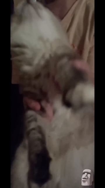 Если у тебя есть кот то сними ето видео #котики #мем #ко?