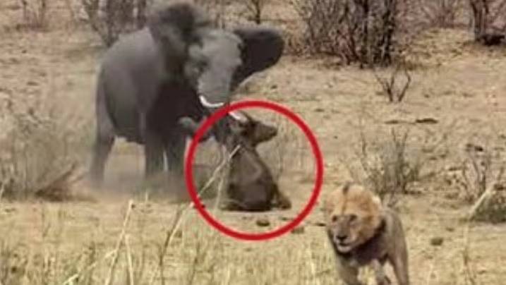 Животные спасают друг друга. Часть 4