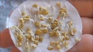 💧✨ ВСЕГО ПАРУ КАПЕЛЬ И СЕМЕНА ОЧЕНЬ БЫСТРО ДРУЖНО ПРОРАСТАЮТ, РАССАДА РАСТЕТ КРЕПКАЯ И УРОЖАЙНАЯ! ✨