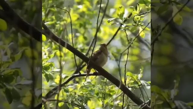 🐦В Москву вернулись соловьи🐦