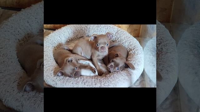 Изабелла . редкий окрас. Малыши Пти брабансон