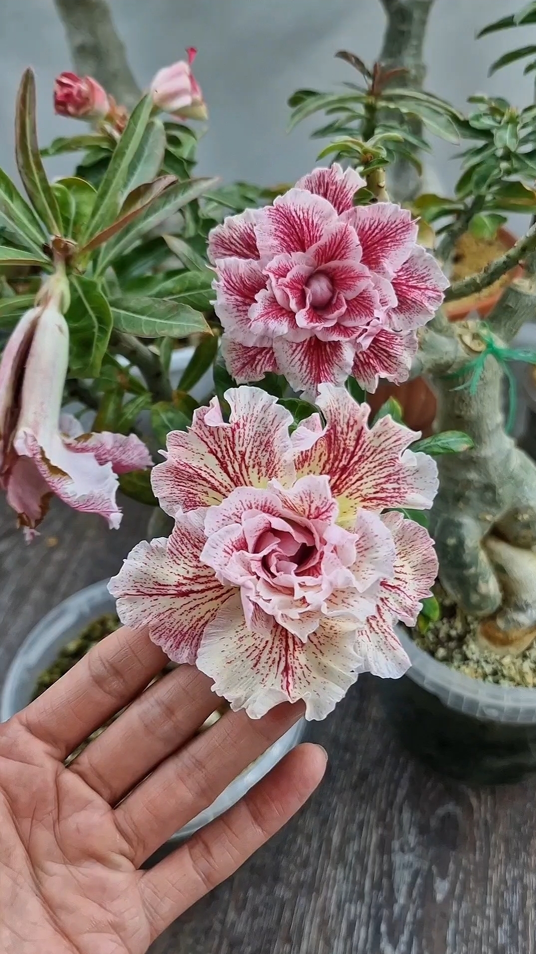 Адениум Magical Princess. Не могу налюбоваться красотой цветов этого сорта🥰