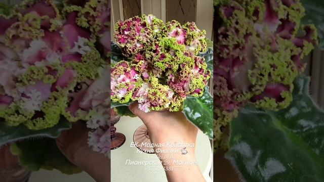 ЕК-Модная Красотка и ЛФ-Авокадо КФ такие близкие по духу друг другу сорта.