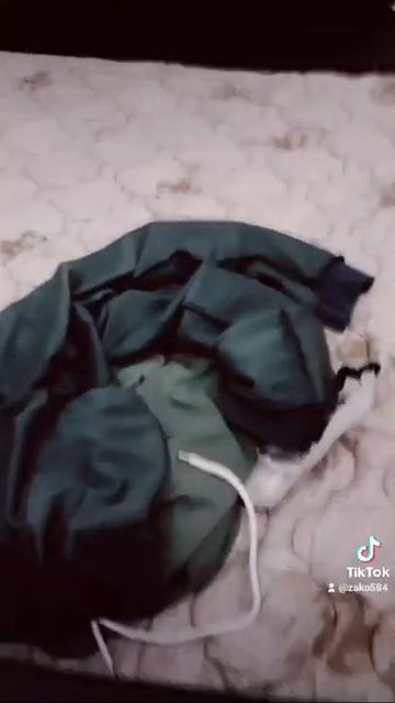 денежный и собаки специальные тухлый сыр прошлогодни?