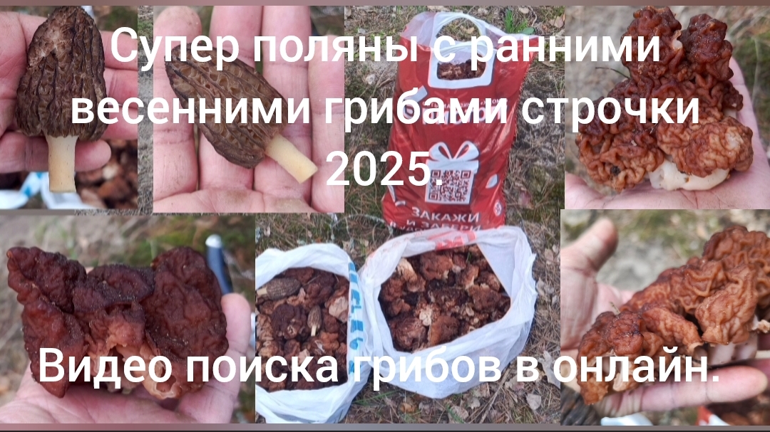 Супер поляны с ранними весенними грибами сморчки. Сезон сбора грибов 2025.