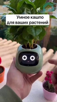 УМНОЕ КАШПО,ХОТИТЕ ТАКОЕ?