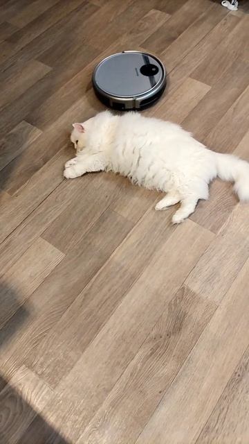 Жёсткий массаж коту Мартину от робота пылесоса.