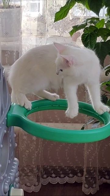 Вот как котята играют в баскетбол. #кошки #шорты