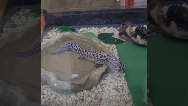 Крокодиловая ящерица 🦎