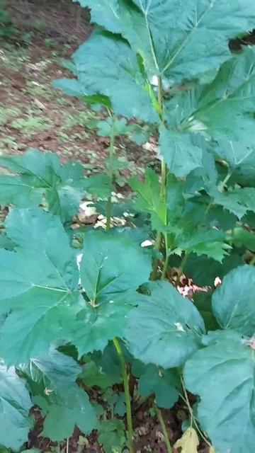 Величавый Борщевик. Мощный и гордый