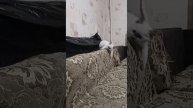 Какос и нервы)))