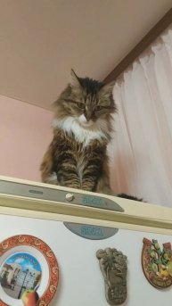 Ася и холодильник(2)