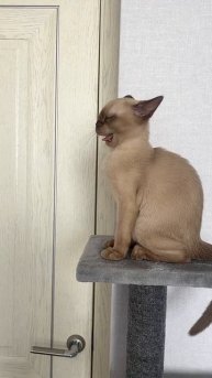 Проснулась Королева зверей #Марси #бурма #котенок