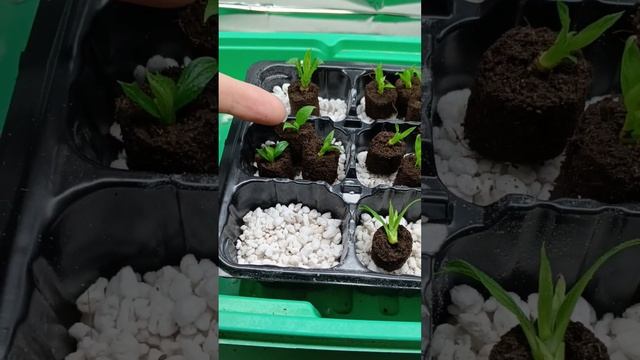 Как нарастить хорошие корни у укорененного черенка ме