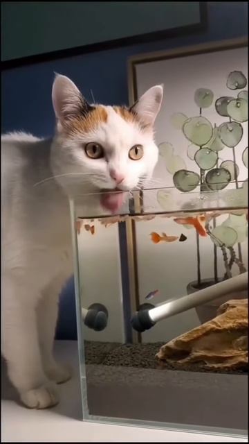 Funniest cats 😸 vol 61