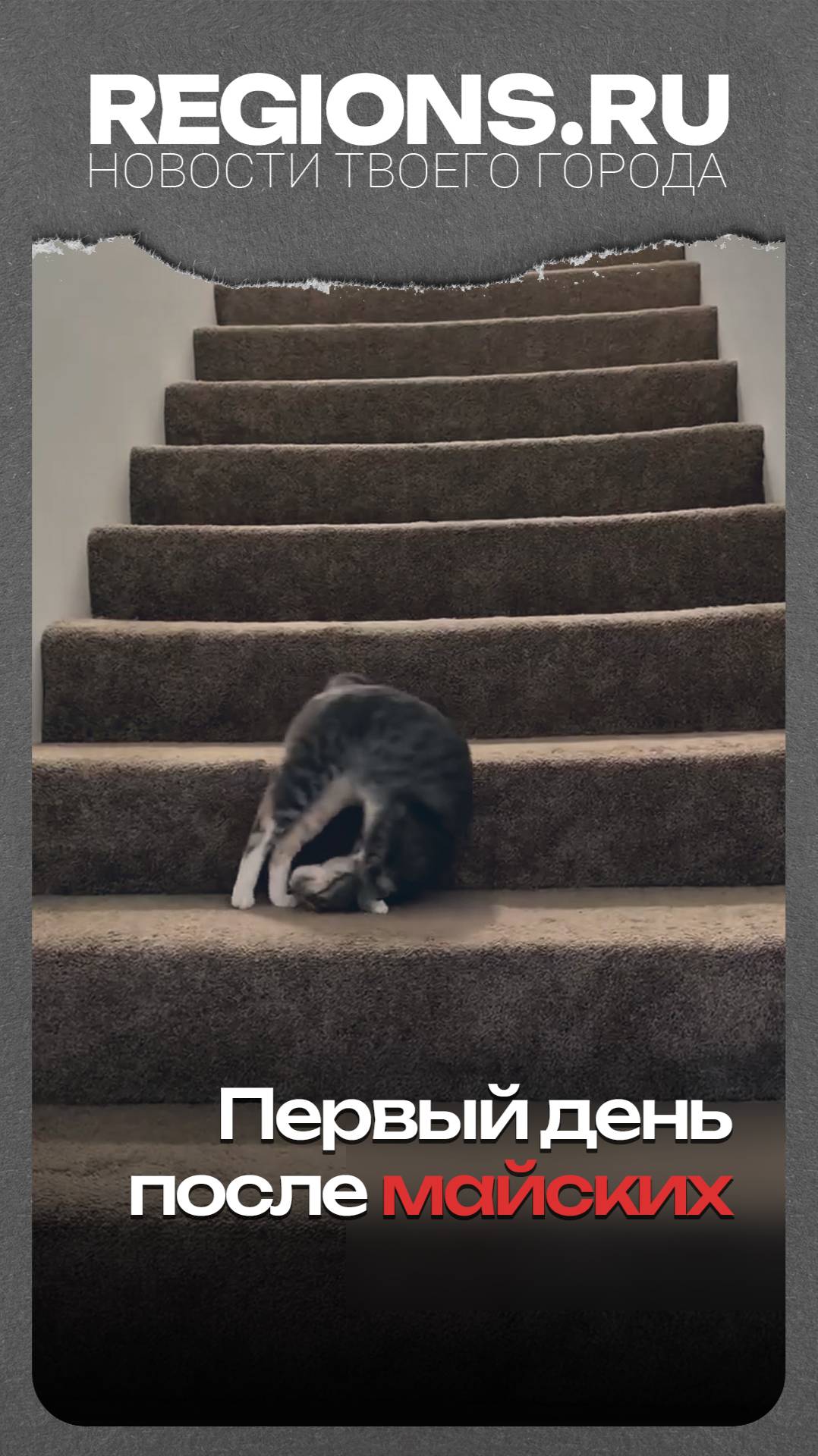 Кот-нежальник