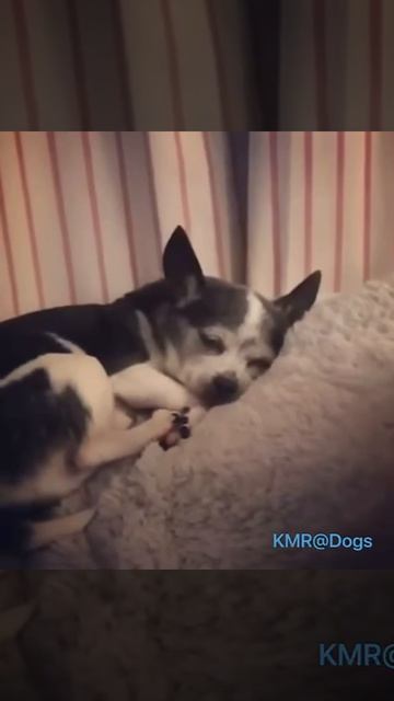 Провалилась в сон😴😂 ( видео про собак )