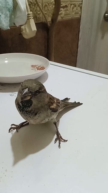 Наш новый друг