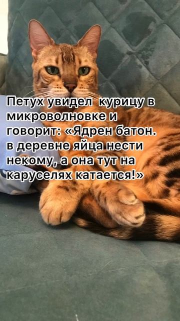 Курица в микроволновке 🤣 #анекдоты #анекдоткороткий #