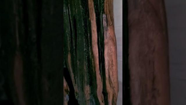 Светильник настенный "Driftwood" ручной работы (Мастерская