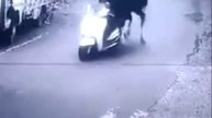 Бык угнал скутер