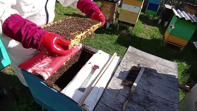 Делаю противороевые отводки на старую матку - Ухожу от роения (03.05.2025 года)