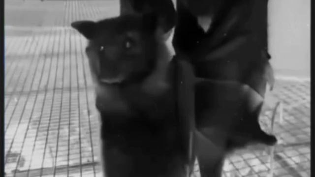 🦇 летучие мыши