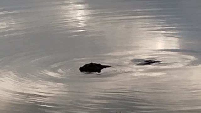 1000029410.mp4