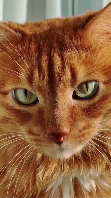 Мудрость рыжего кота: о чëм он на самом деле думает?