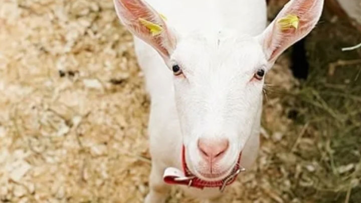 Открываю ферму в рб 🐮🦒🐰🐔🐖