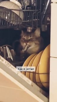 Все на мне! #внезапно #смешное #shorts #котики #посудомойка
