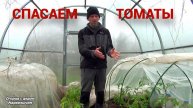 Спасаем томаты. Высадка рассады томатов в теплицу. Что положить в лунку.