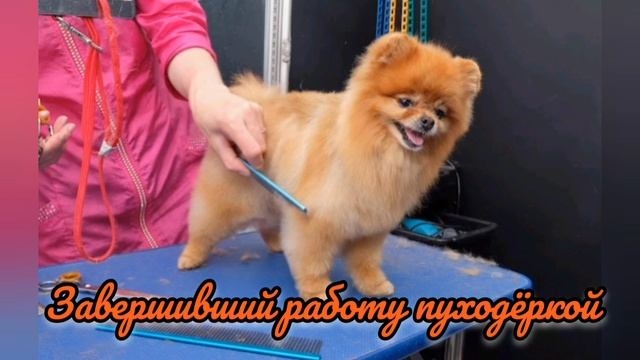 Всё про шприцов !!
