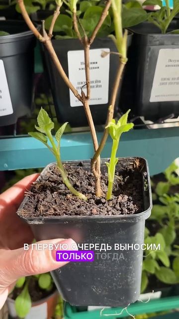 Как не погубить молодые саженцы гортензии, которые по?