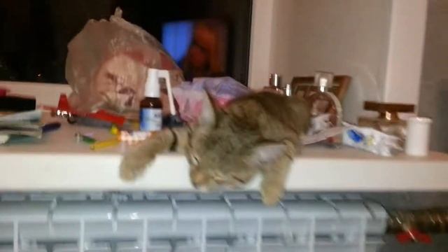 Спящий котёнок ( ПРИКОЛ)