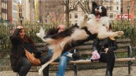 ПРИКОЛЫ С ЖИВОТНЫМИ ДО СЛЕЗ Смешные КОТЫ И СОБАКИ Приколы