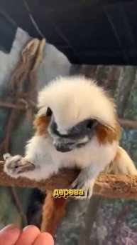 Тамарин - Усатый беспредел (1)