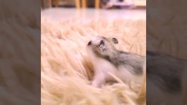 1000091467.mp4