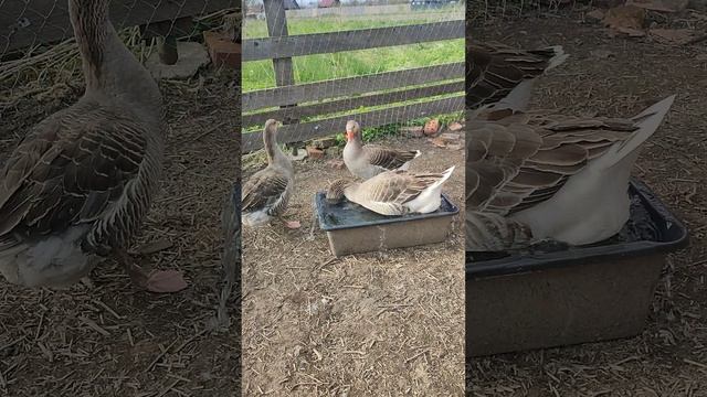Сделал приятное для гусей🪿 Ещё прогнал гусыню с гнезда 🪺
