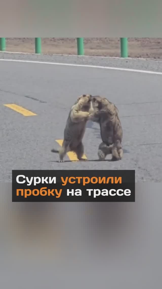Сурки устроили пробку на трассе