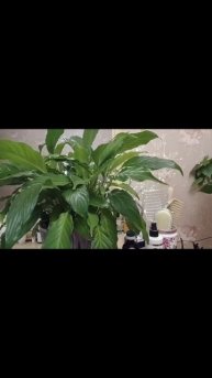 Массаж головы. Волосы #relax #асмр #trigger #asmr #top #hair #massage #мас