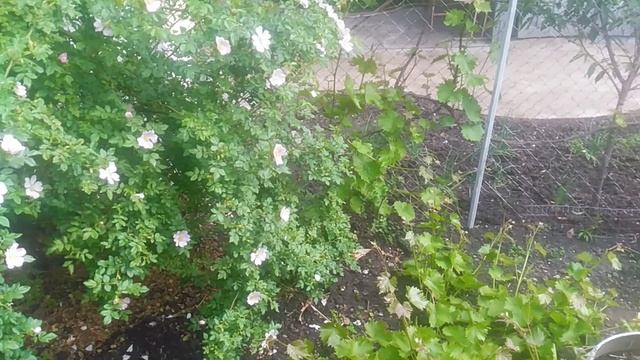 VID_20250511_155816