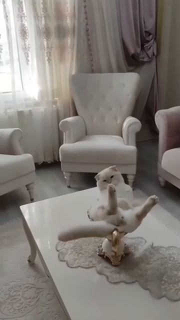 Funniest cats 😸 vol 62