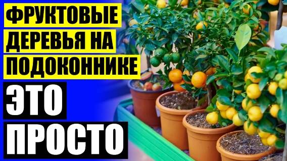 САМЫЕ ПРОСТЫЕ В УХОДЕ КОМНАТНЫЕ РАСТЕНИЯ У КОТОРЫХ